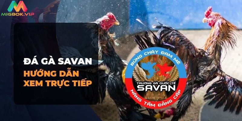 Cách xem trực tiếp đá gà Savan