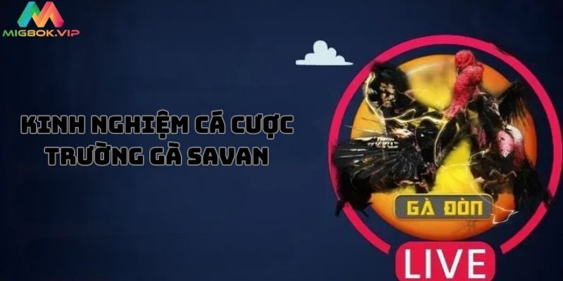 Mẹo cá cược tại trường gà Savan