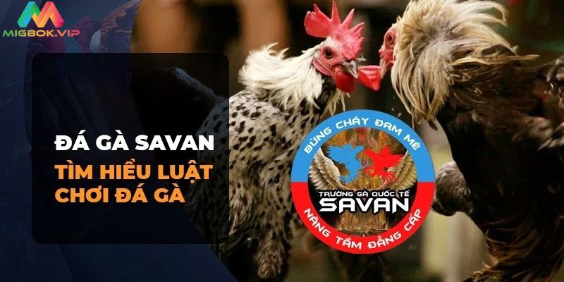 Tìm hiểu luật chơi tại trường gà Savan