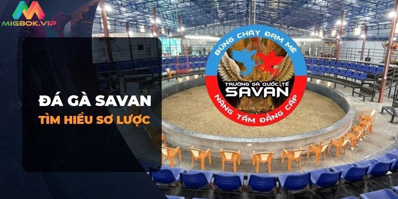 Giới thiệu về trường gà Savan