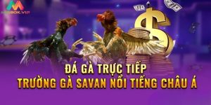 Trường gà Savan